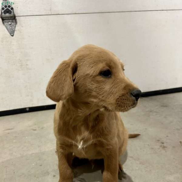 Scout Labrador Mix Puppy For Sale in Ohio